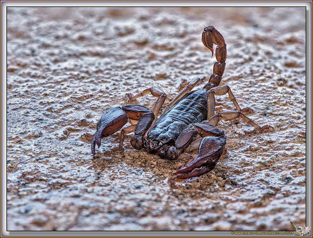 Scorpion